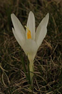 Crocus_pelistericus_6.jpg