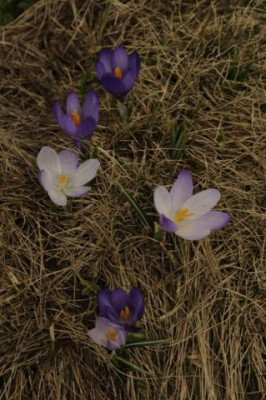 Crocus_pelistericus_1.jpg
