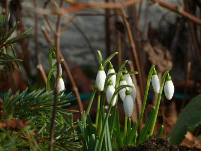 Galanthus_nivalis_2013.jpg