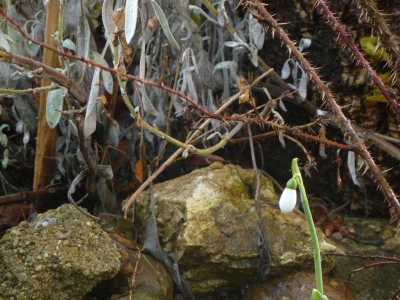 Galanthus_nivalis_1.jpg