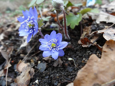 Hepatica_transsilvanicaDSC00872.jpg.jpg