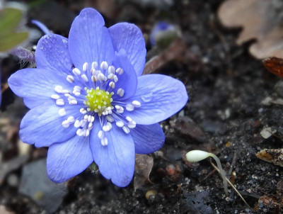 Hepatica_transsilvanicaDSC00873.jpg.jpg