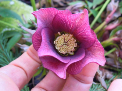 DSCN6333.JPG
