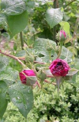 Rose_Souvenier_dAlphonse_Lavalle.jpg