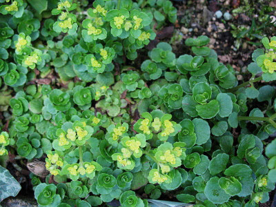 Chrysosplenium_oppositifolium_var._rosulare__....__20.4.13._039.jpg