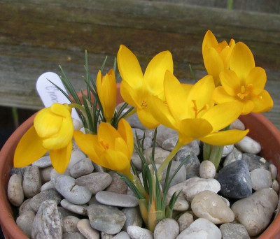 comp_Crocus_chrysanthus_Uschak_Orange_06.02.13.jpg