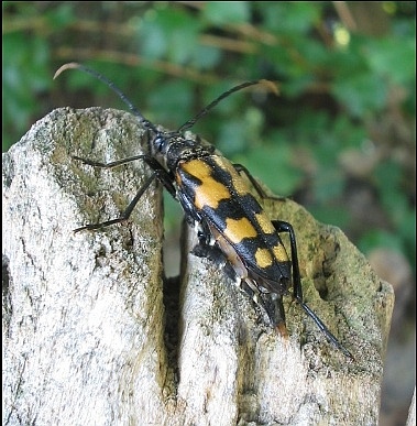 Schmalbock_2.jpg