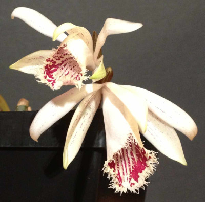 Pleione_humilis_2013_A_1200x1200_80KB.jpg