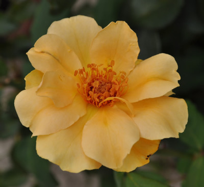 Mikado_6_012__1217.jpg
