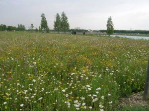 Buga_05_Blumenwiese_1a.jpg