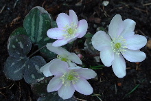 H.pyr._apple_blossom.JPG