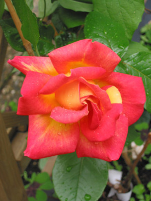 Rose_.jpg