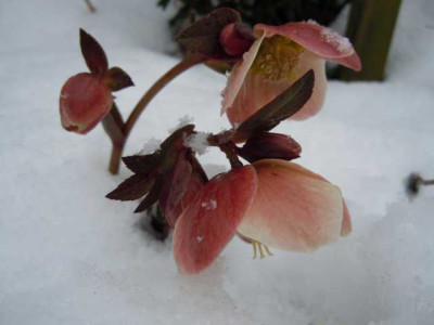 Schnee_im_Feb_13_08.02.13_003.JPG