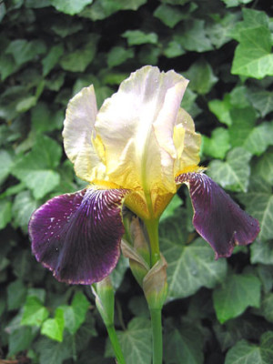 Iris_js1.jpg