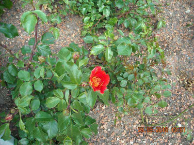 DSCN6160_Gebruder_Grimm.jpg
