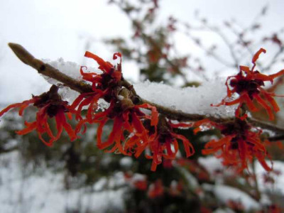 Schnee_im_Feb_13_08.02.13_013.JPG