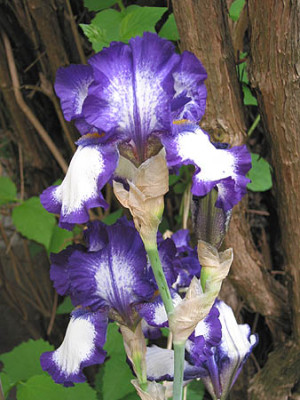 Iris_js2.jpg