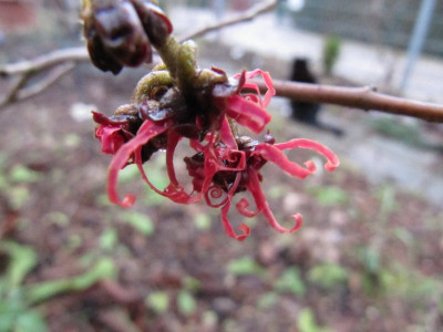 Hamamelis_Feuerzauber_130208.jpg