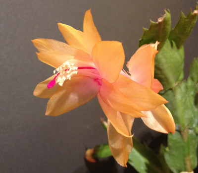 Schlumbergera_Sol_Brasil_1000x1000_80KB.jpg