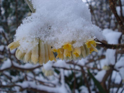 2013-02-09_Edgeworthia.jpg