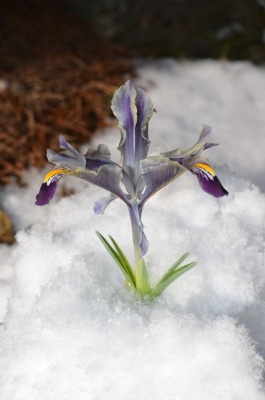 Iris_stenophylla1.JPG