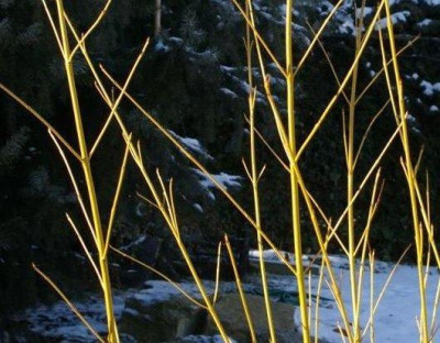 CornusBudsYellow013.jpg