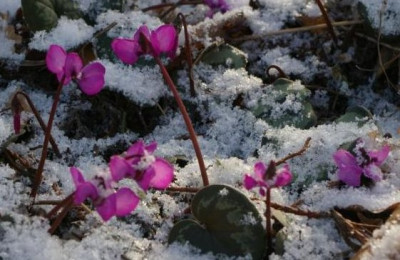 Cyclamen004.jpg