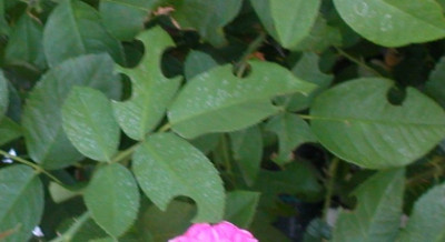 blattschneiderbienenschaden.jpg