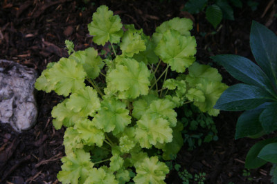 Heuchera3612a.jpg