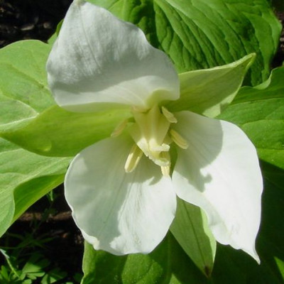 Trillium_rhombifolium-18.JPG