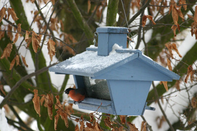 IMG_4262a.jpg