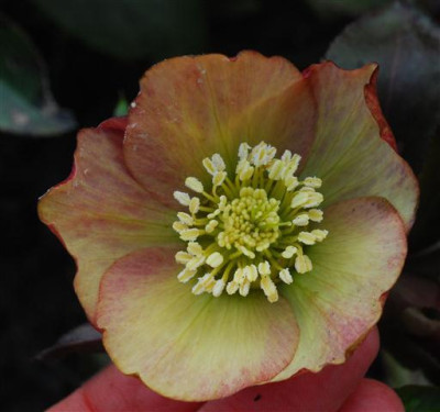 C5643a_Small.jpg