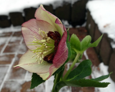 HelleborusDSC01265jpg.jpg