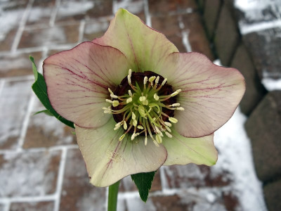 HelleborusDSC01267jpg.jpg