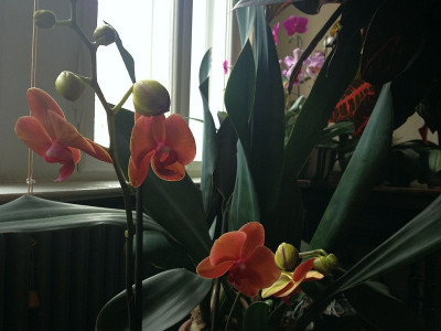 orangenopse_20130216_zg.jpg
