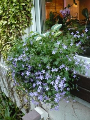 C._Porschaskyana_mit_Hosta.JPG