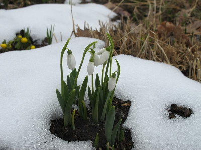 Galanthus_elwesii_17.12.13_ue.jpg