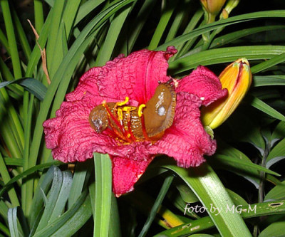 Imgp0552CranSchnecke.jpg