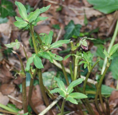 C5655a_Small.jpg