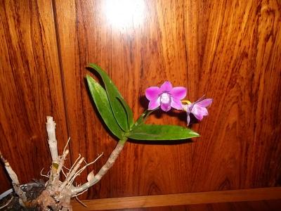 Orchidee1.jpg