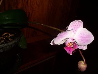 Orchidee2.jpg