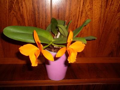 Orchidee3.jpg