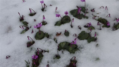 C.coum_im_Schnee.jpg