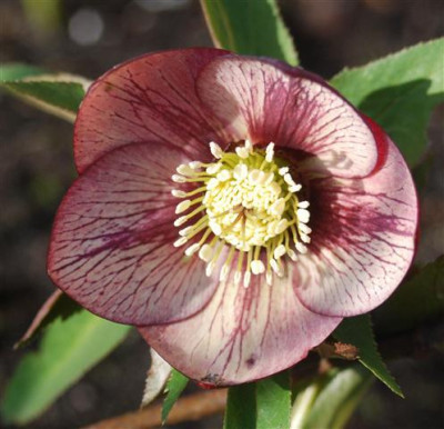C5657a_Small.jpg