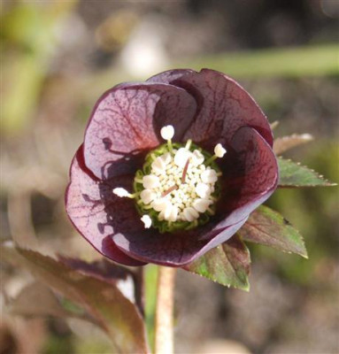 C5658a_Small.jpg