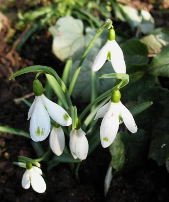 Galanthus_David_Baker_.._18.2.13._001.jpg