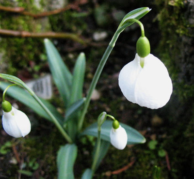 Galanthus_Diggory_..___18.2.13._028.jpg