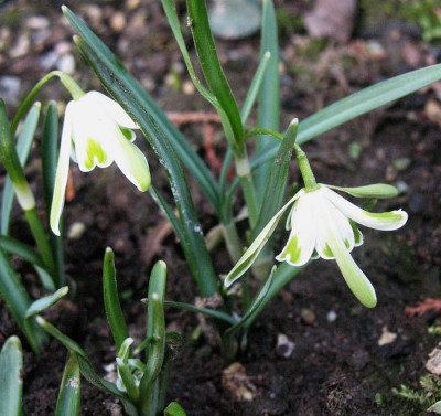Galanthus_Walrus__.._18.2.13._014.jpg