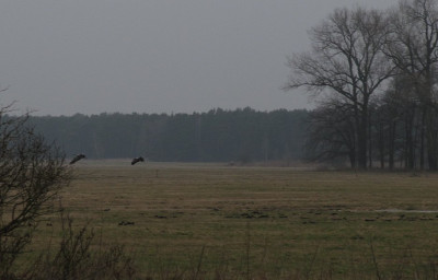 Kraniche_MGP_130217_k.jpg