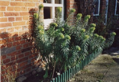 Eurphorbia_ch._ssp._wulfenii.jpg